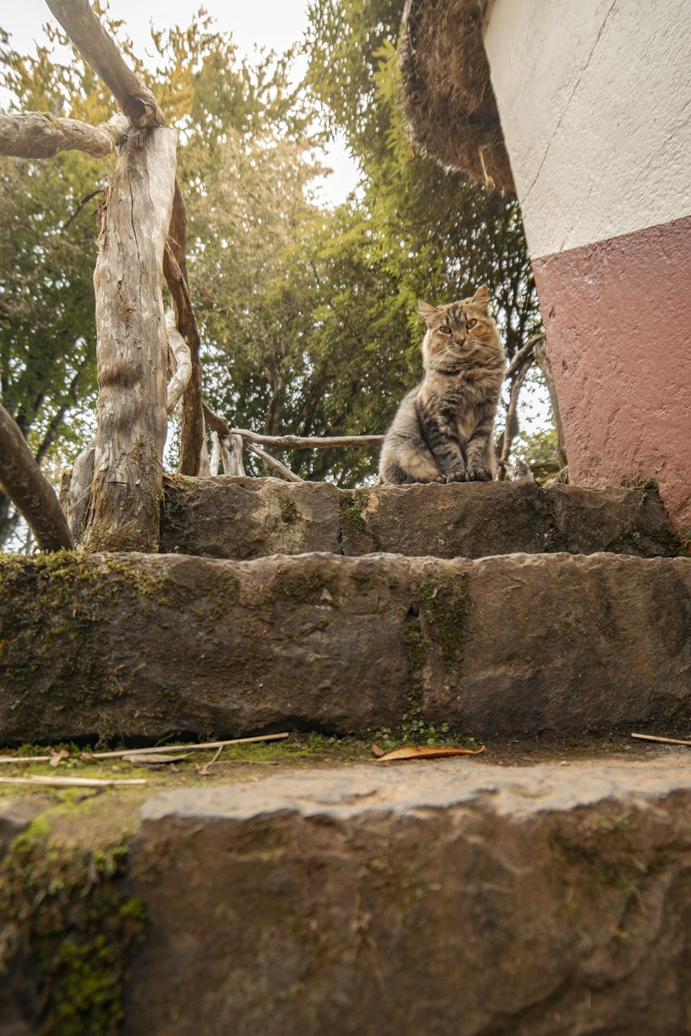 a cat sitting on the steps of a house