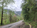 A winding mountain path near the homestay, framed by wildflowers and tall trees.
