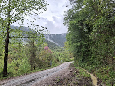 A winding mountain path near the homestay, framed by wildflowers and tall trees.