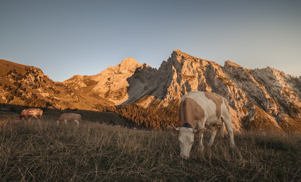a group of cows grazing in a field with mountains in the background