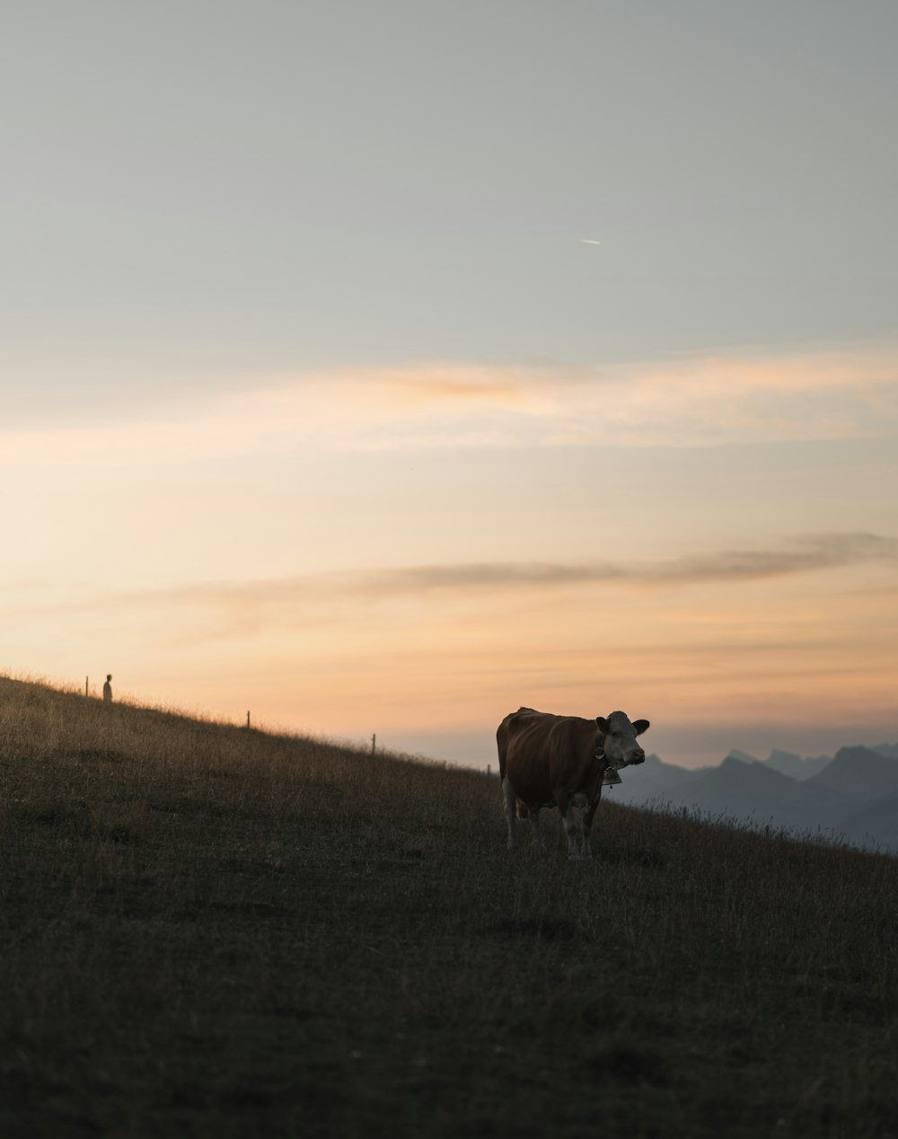 a cow standing on top of a grass covered hillside
