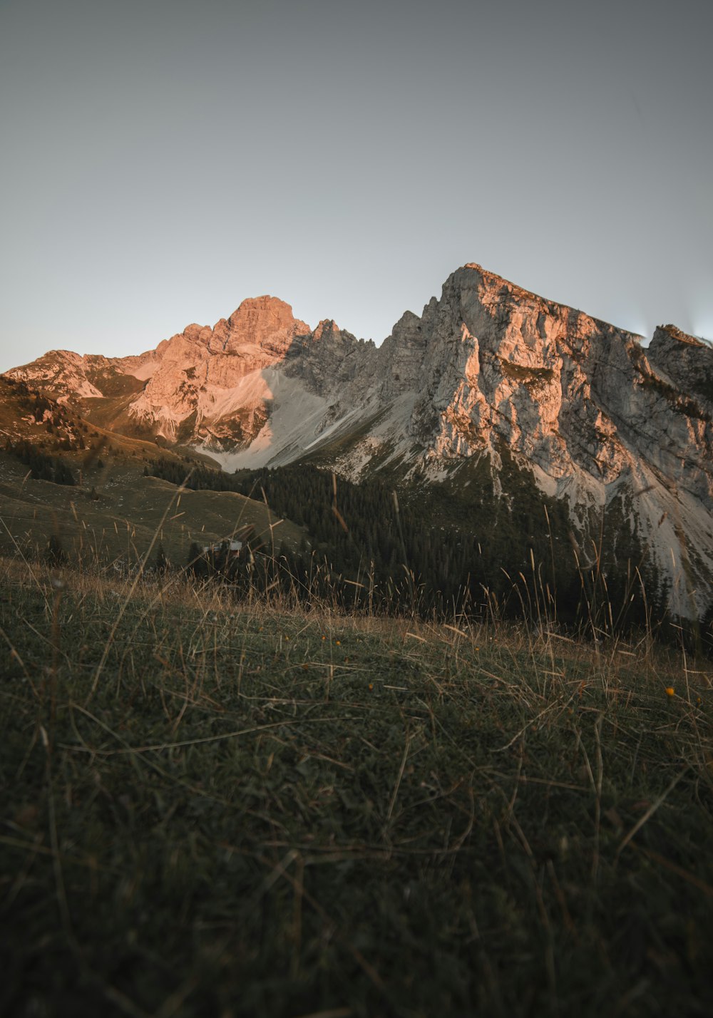 a grassy field with a mountain in the background