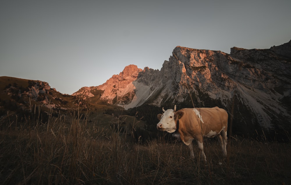 a brown and white cow standing on top of a grass covered field