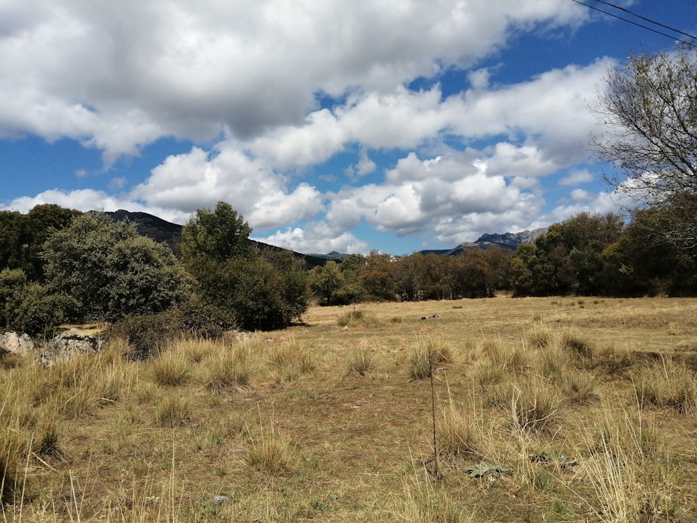 un campo erboso con alberi e montagne sullo sfondo