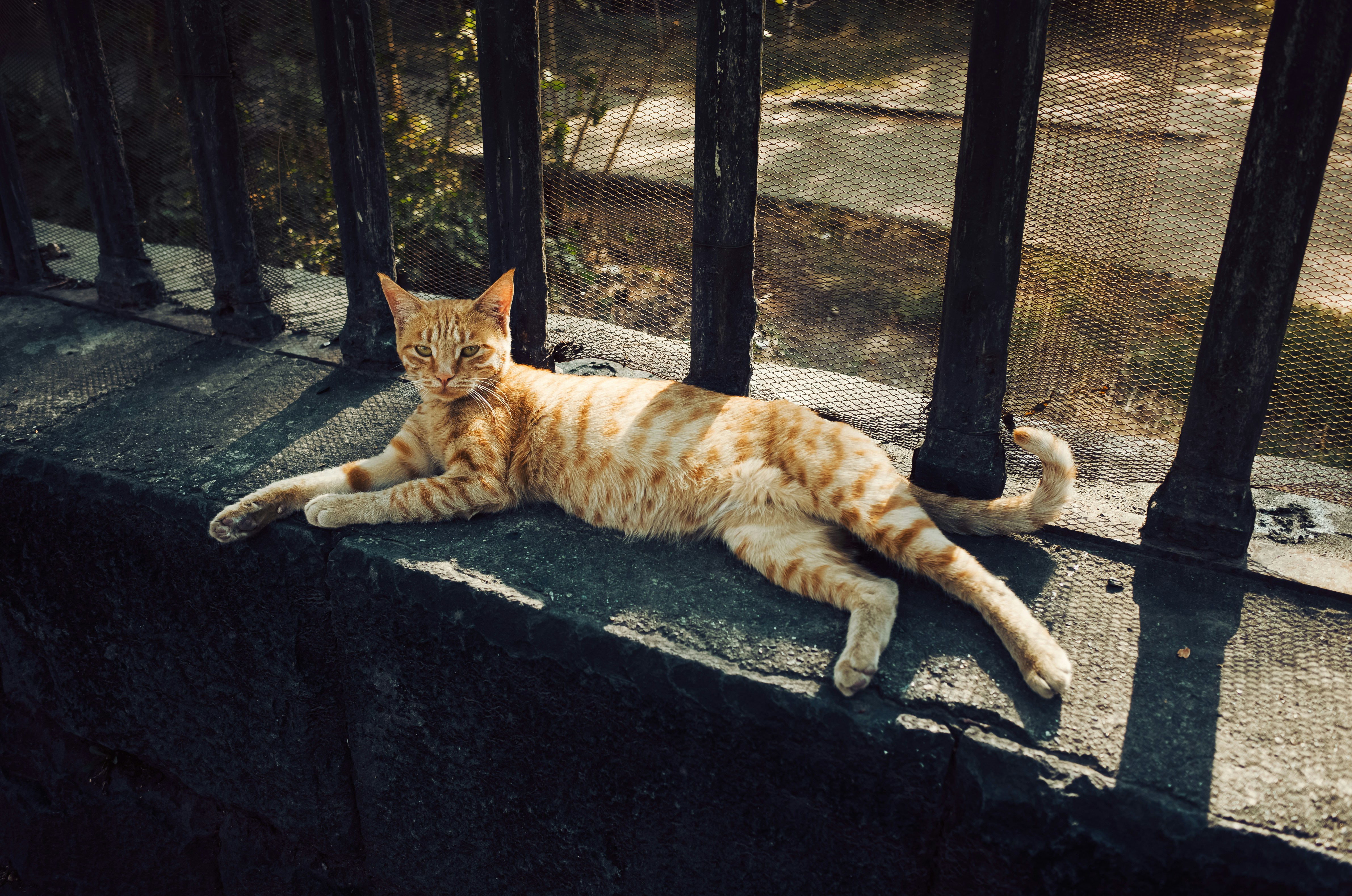 Fresh Air Ritual: Porch Time for Paws (image credits: unsplash)
