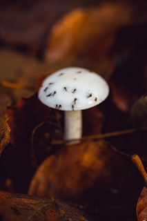 A white mushroom is surrounded by fallen brown leaves. Small insects or ants are crawling on the mushroom cap.