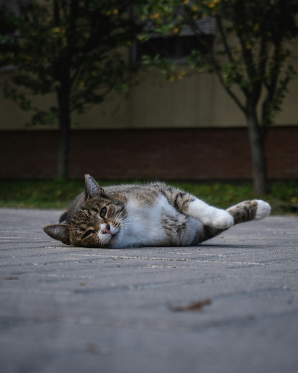 Un gato acostado boca arriba en el suelo