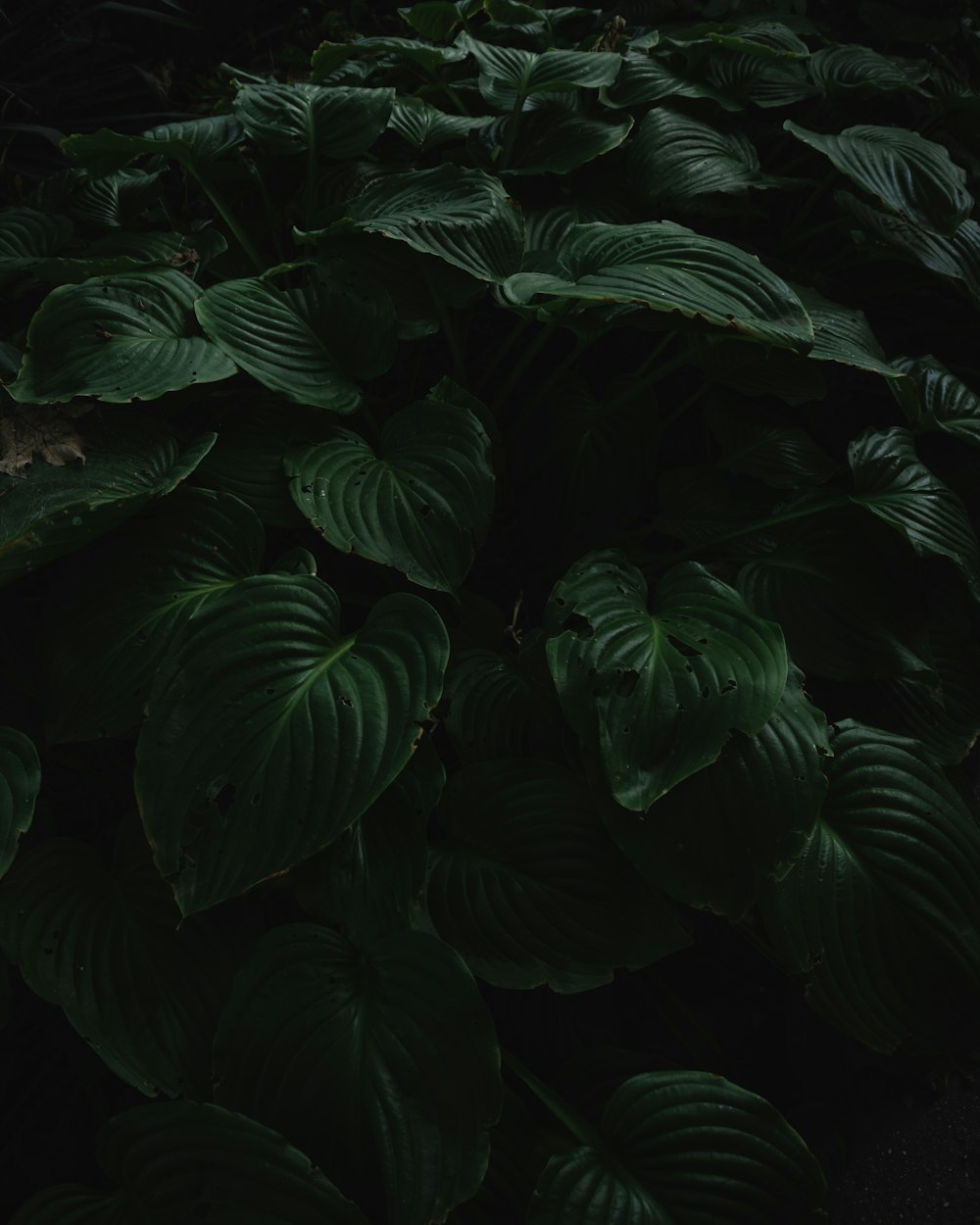 Un primer plano de una planta con hojas verdes