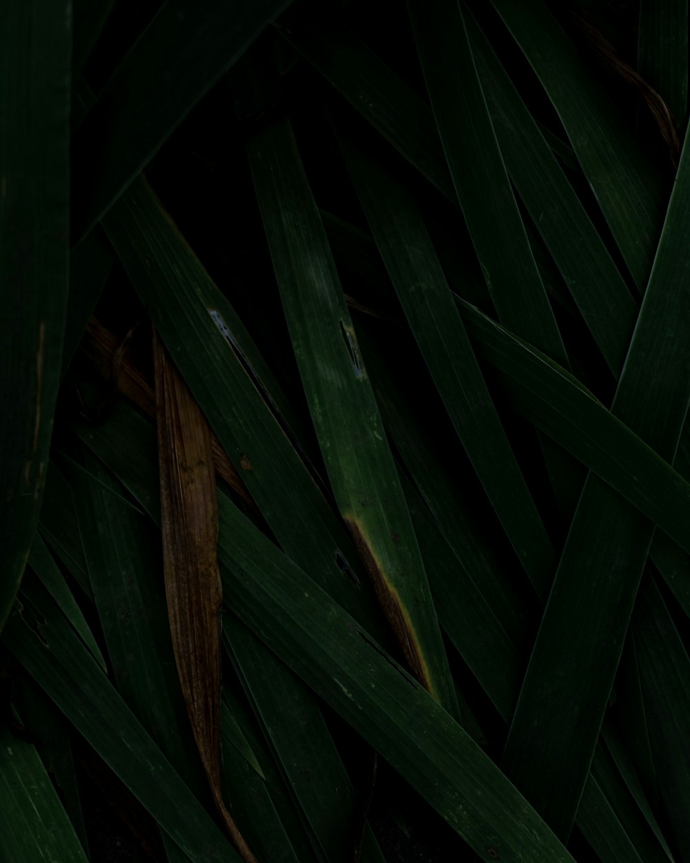 a close up of a green leafy plant