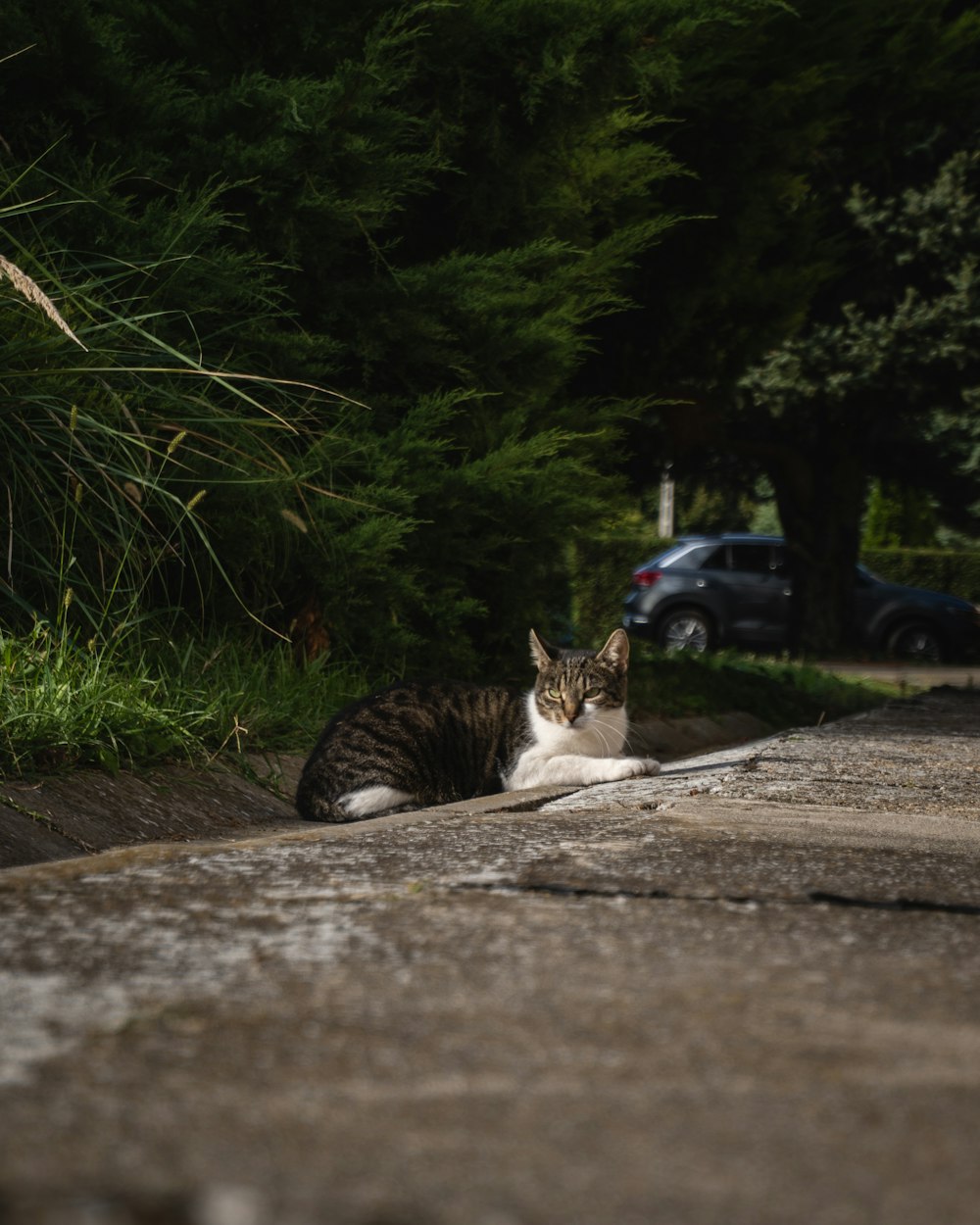 un gatto seduto sul ciglio di una strada