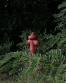 A red fire hydrant stands amidst dense green foliage, partially obscured by overhanging branches and leaves. The vibrant color of the hydrant contrasts with the dark, lush greenery, suggesting it is located in a natural or overgrown area.