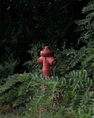 A red fire hydrant stands amidst dense green foliage, partially obscured by overhanging branches and leaves. The vibrant color of the hydrant contrasts with the dark, lush greenery, suggesting it is located in a natural or overgrown area.