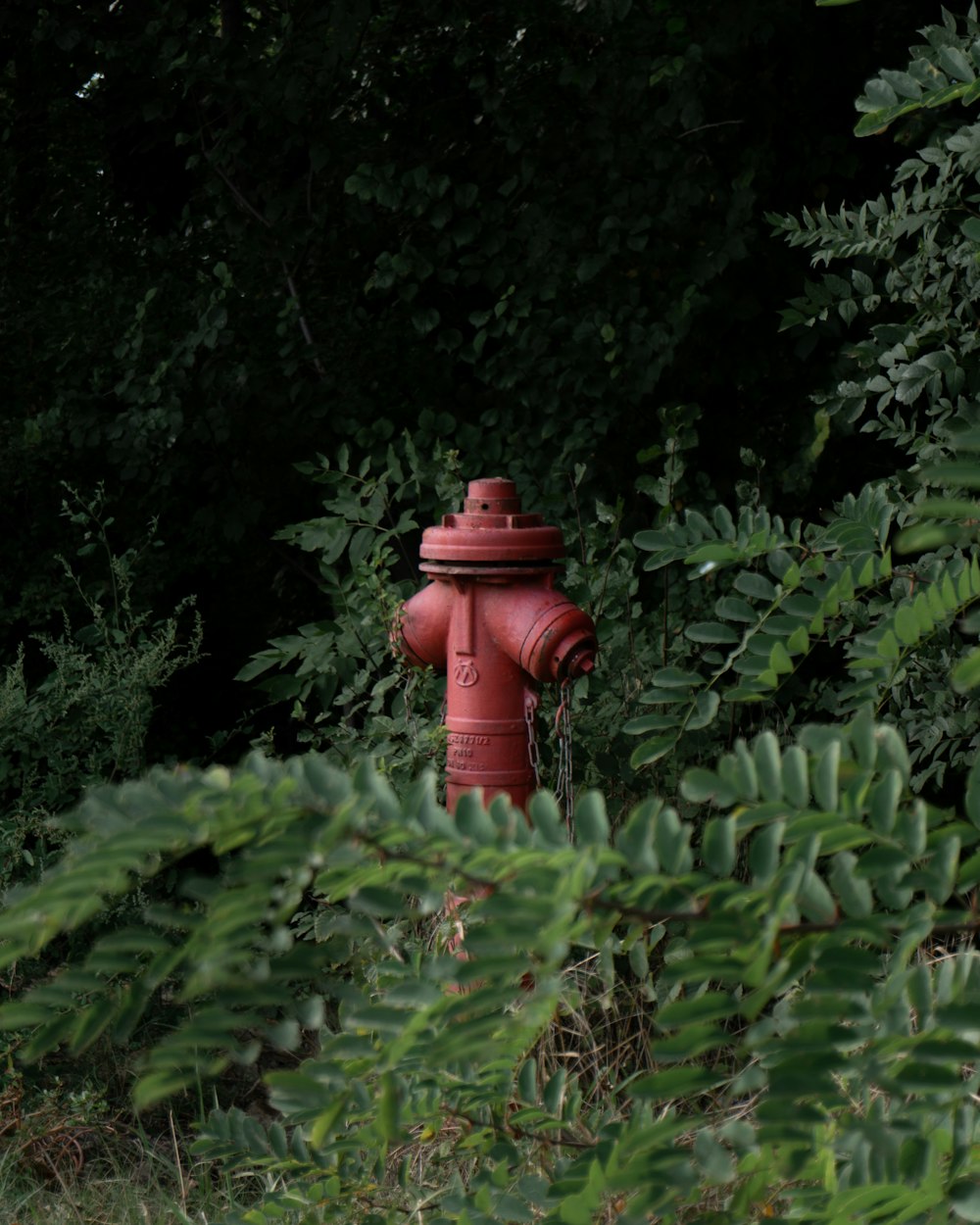 un idrante rosso circondato da alberi e cespugli