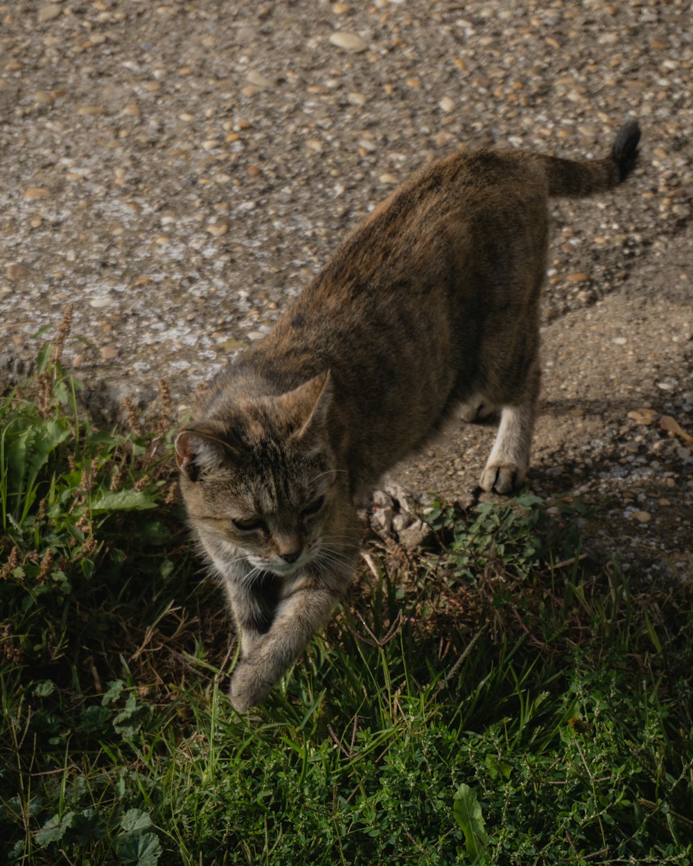 Un gato caminando por un campo cubierto de hierba