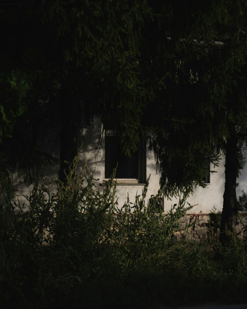 una foto in bianco e nero di una finestra e alberi