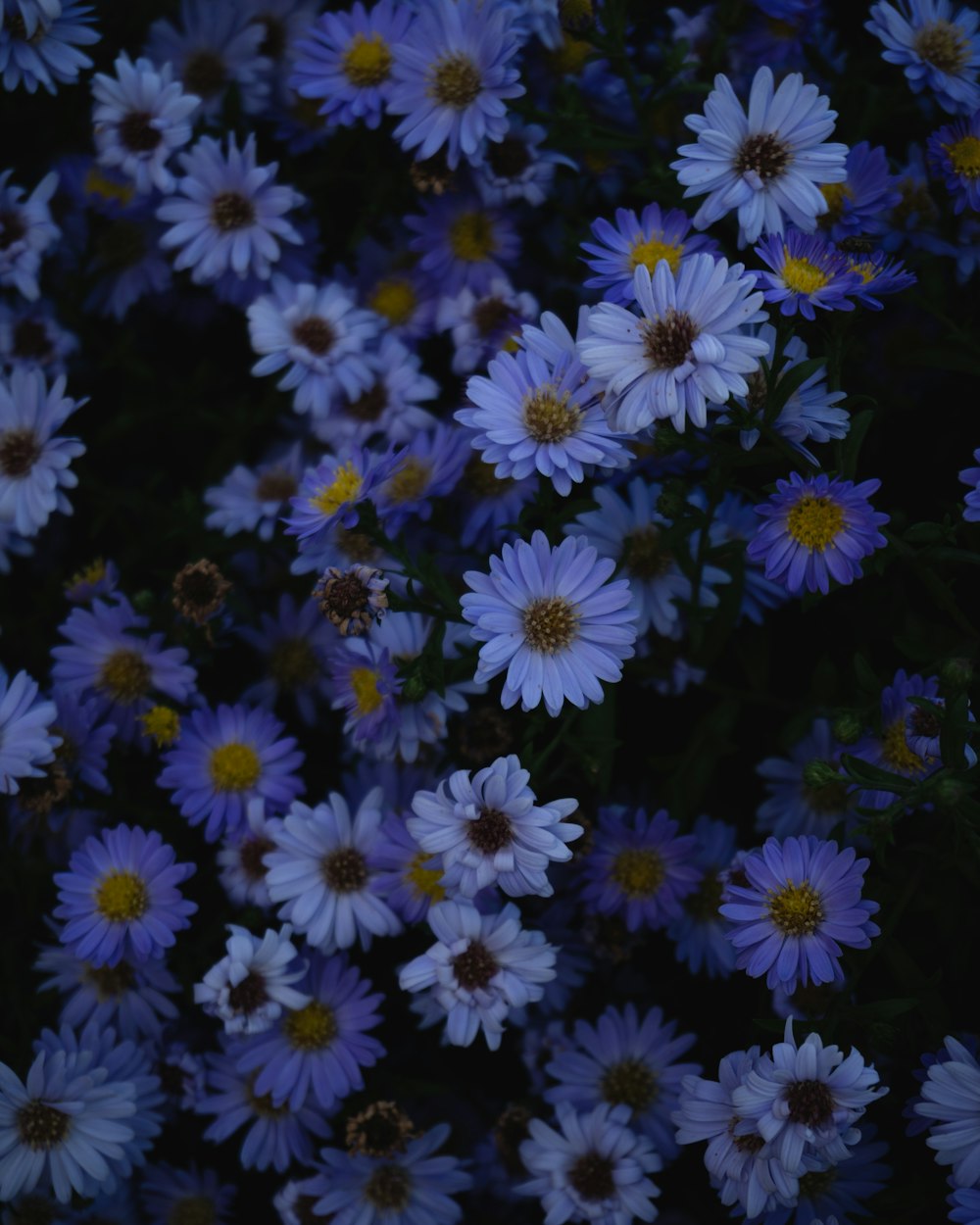 a bunch of blue flowers with yellow centers