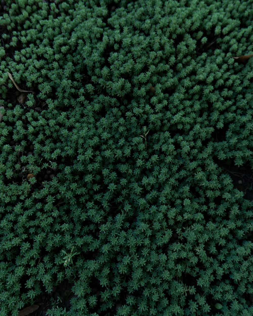 a close up of a green plant with lots of leaves