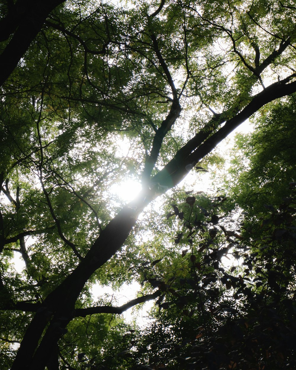 O sol brilha através das folhas de uma árvore