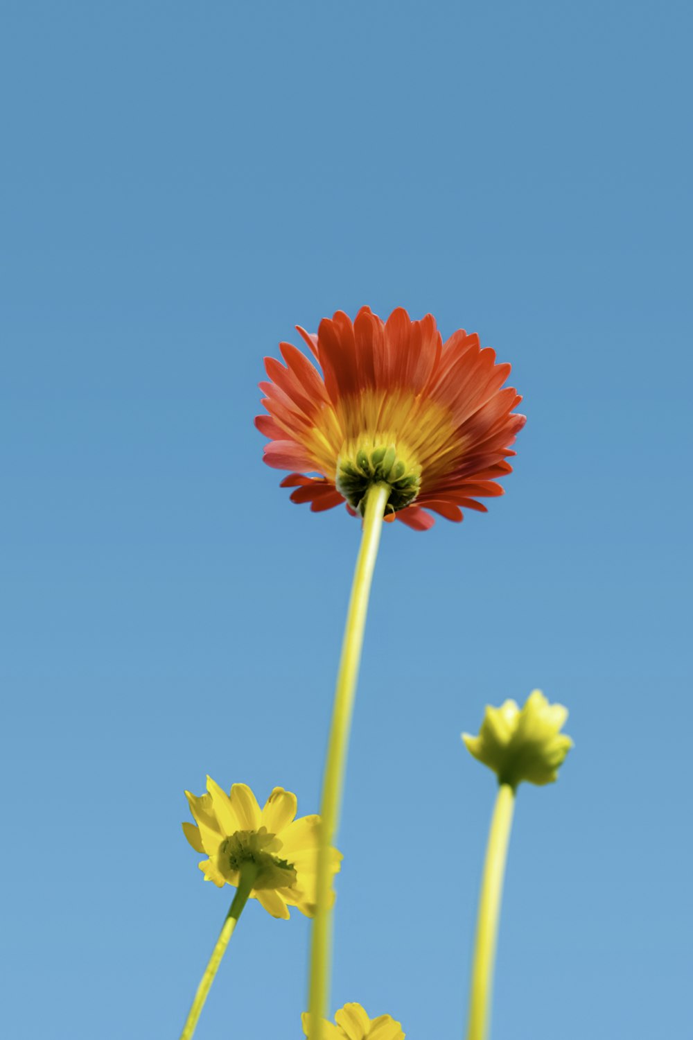 two red and yellow flowers against a blue sky