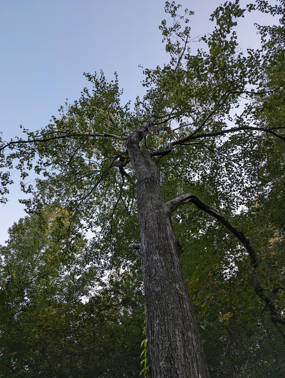 a tall tree in the middle of a forest