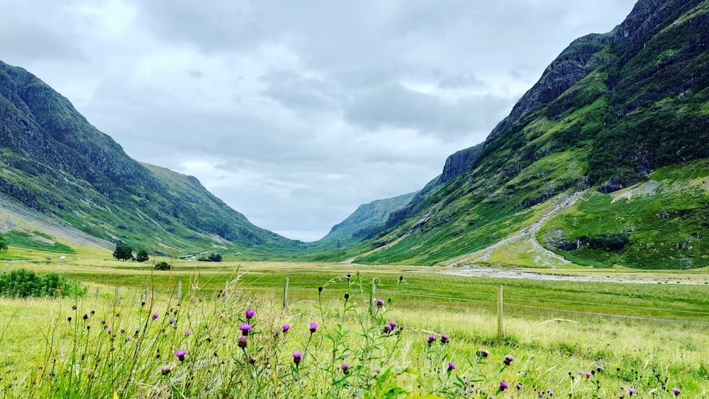 a grassy field with mountains in the background