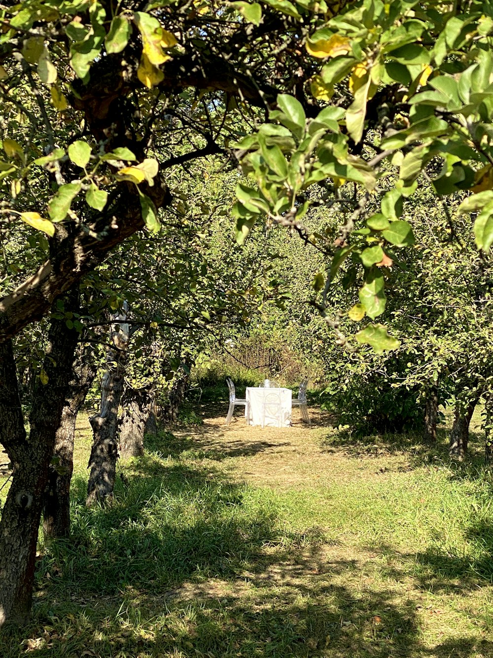 a bench sitting in the middle of an apple orchard