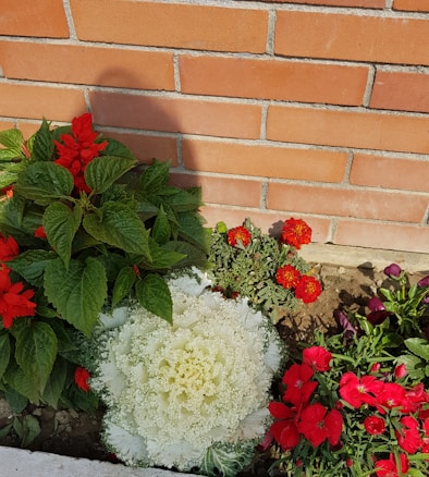 A small garden bed features vibrant red and white flowers surrounded by lush green leaves. The flowers are planted in a neat arrangement against a backdrop of an orange brick wall. The ground is bare soil, indicating a well-maintained garden area.