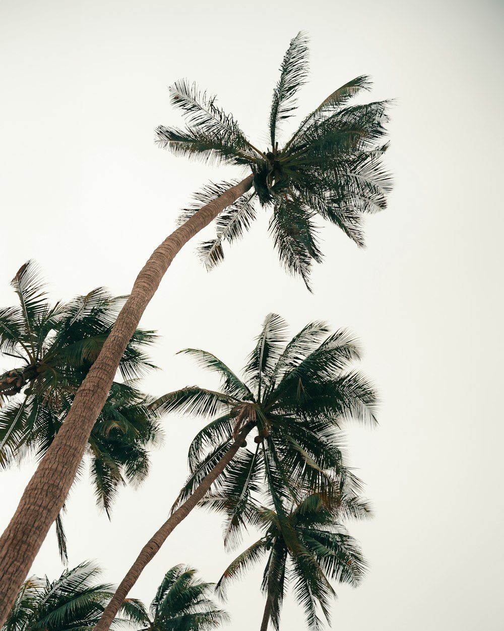palm trees blowing in the wind on a cloudy day