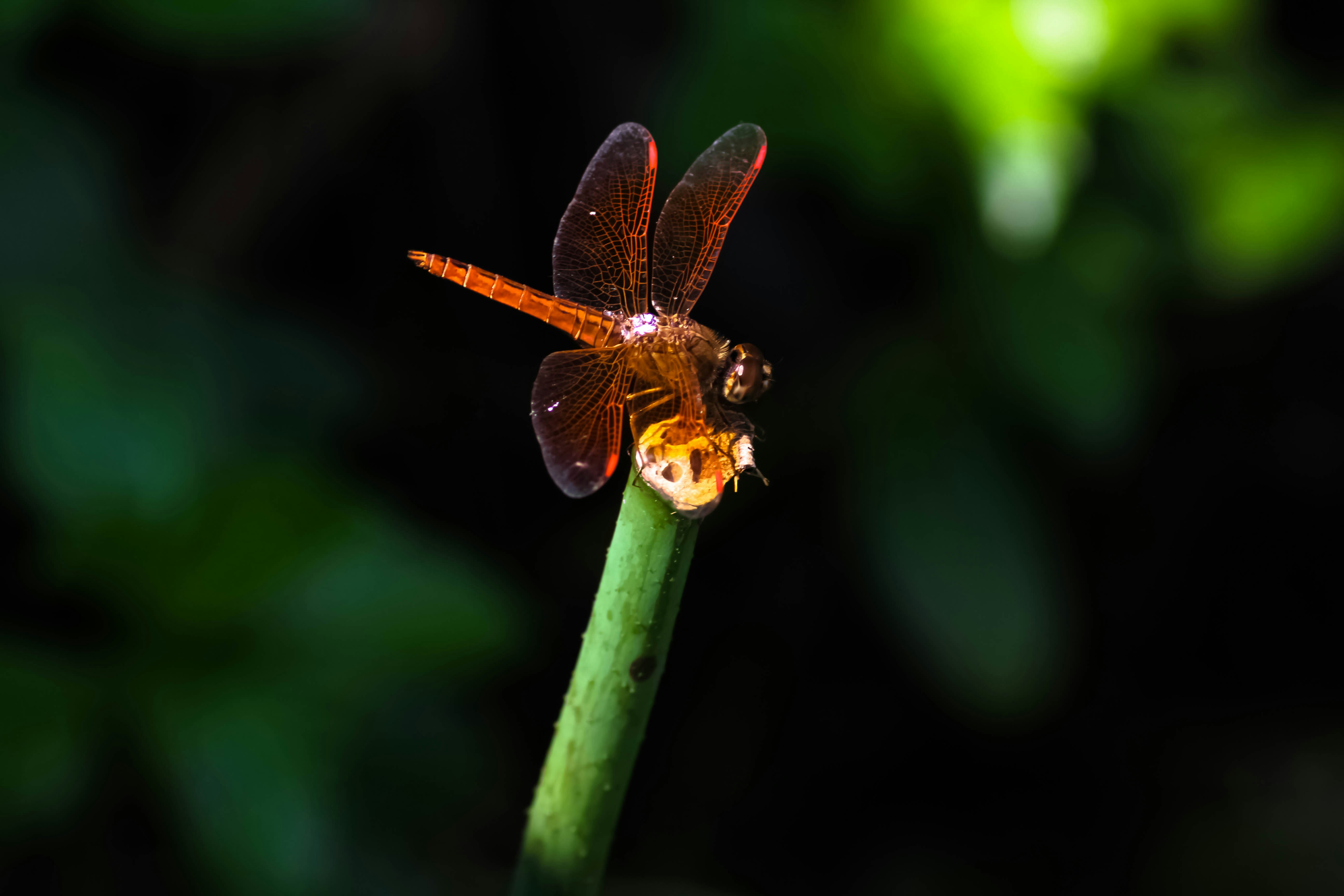 Photo by nithinpurple1