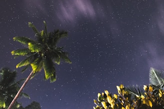 A serene night sky filled with twinkling stars over a peaceful Hawaiian landscape.