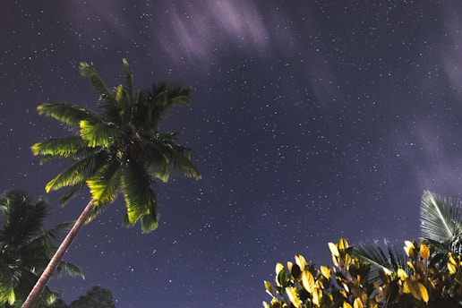 A serene night sky filled with twinkling stars over a peaceful Hawaiian landscape.