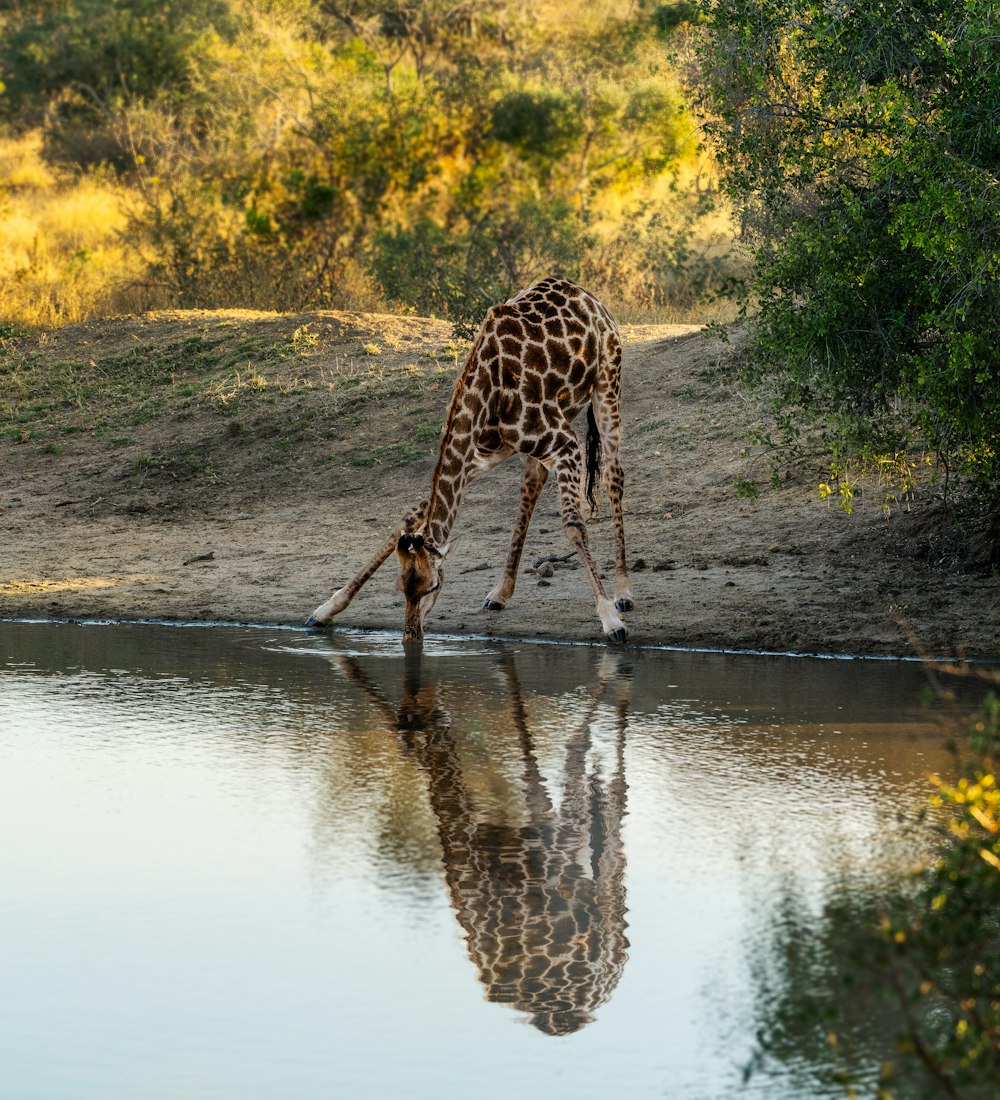 a giraffe bending down to drink water from a pond