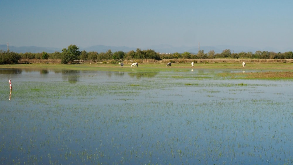 a large body of water surrounded by a lush green field