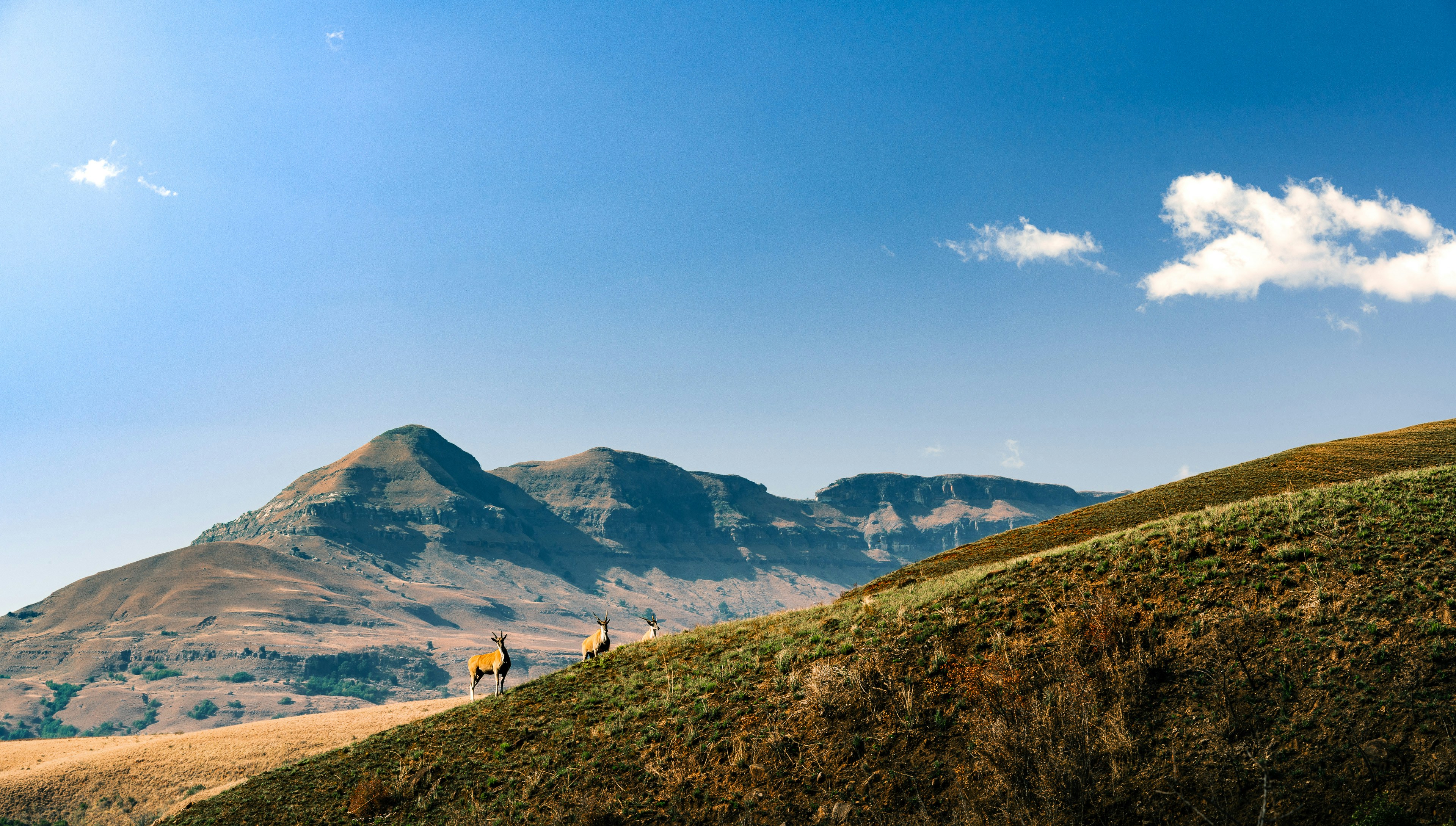 a couple of people standing on top of a lush green hillside, 