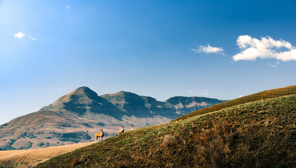 a couple of people standing on top of a lush green hillside