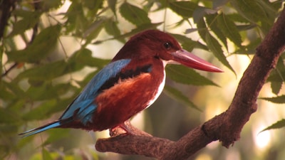 A vibrant bird perched on a branch, showcasing wildlife photography skills.