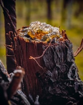 A close-up of a tree stump featuring hardened sap on its surface. The texture of the wood is rough, with frayed, jagged edges surrounding the central resin area. The sap is glossy and amber-toned, creating a contrast with the dark, weathered wood. The background is blurred, highlighting the earthy and natural composition.