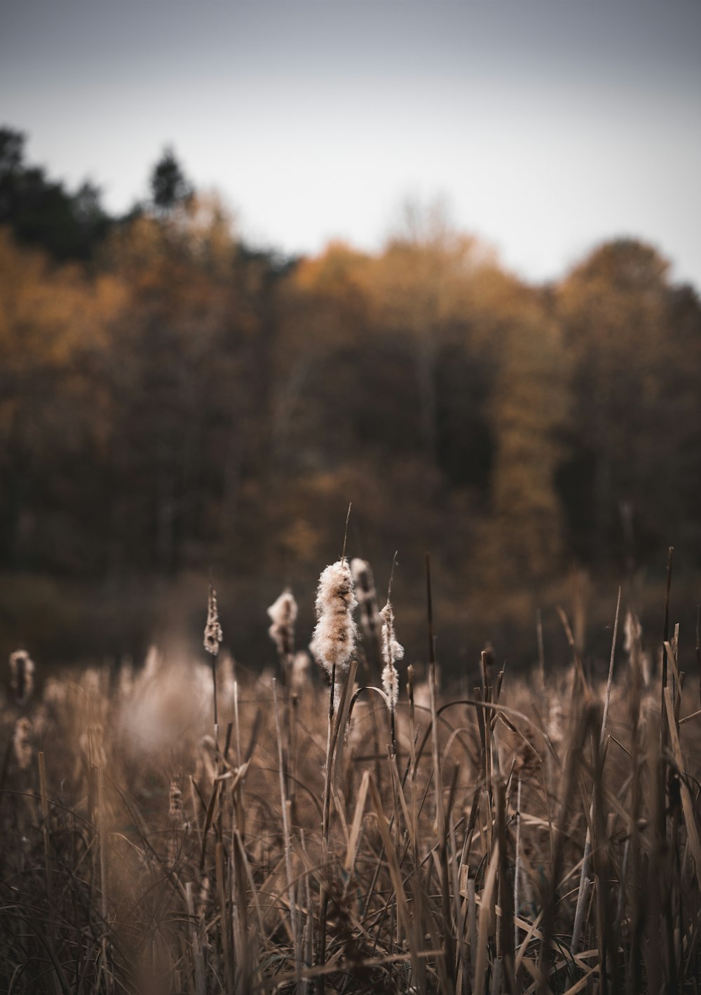 a field with tall grass and trees in the background