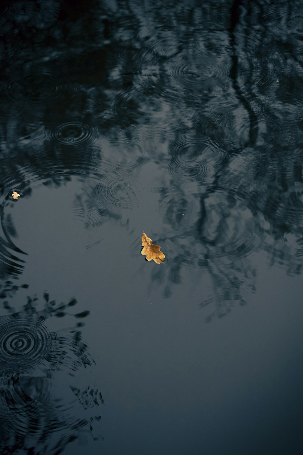 a leaf floating on top of a body of water