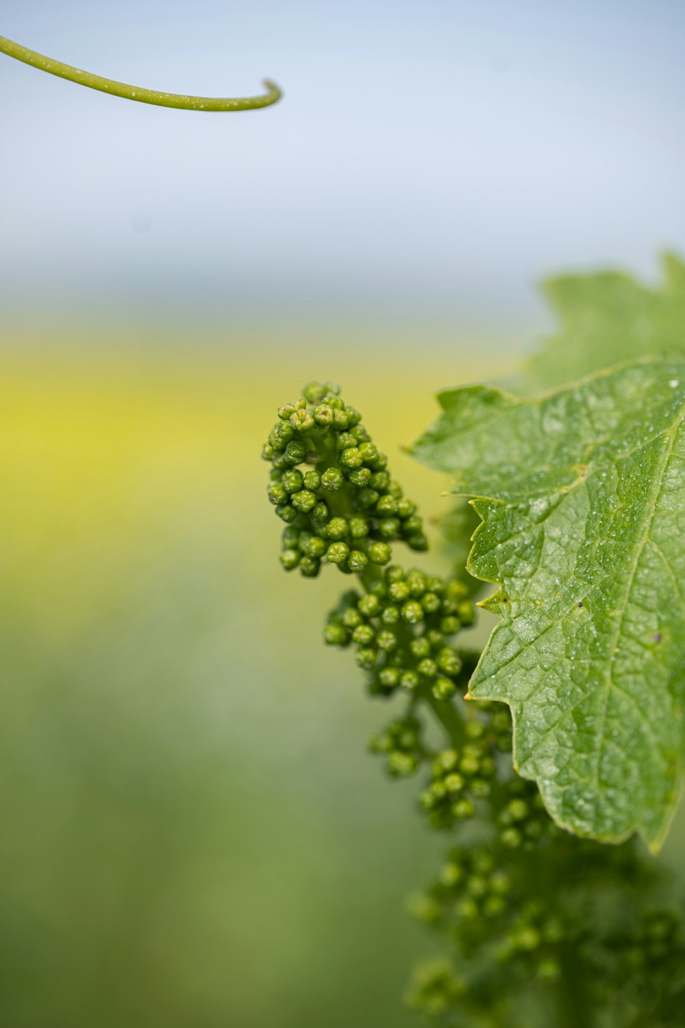 a close up of a green plant with leaves