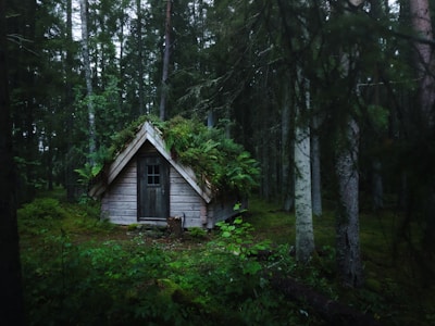 Small eco-friendly cabin nestled in a forest clearing