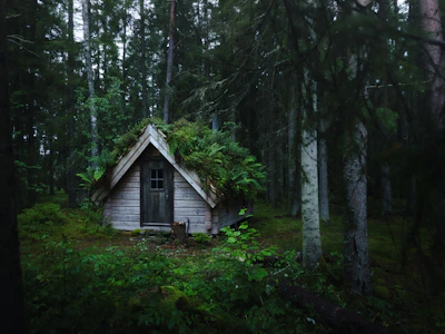 A serene wooden cabin nestled among lush tropical rainforest in Nuquí.