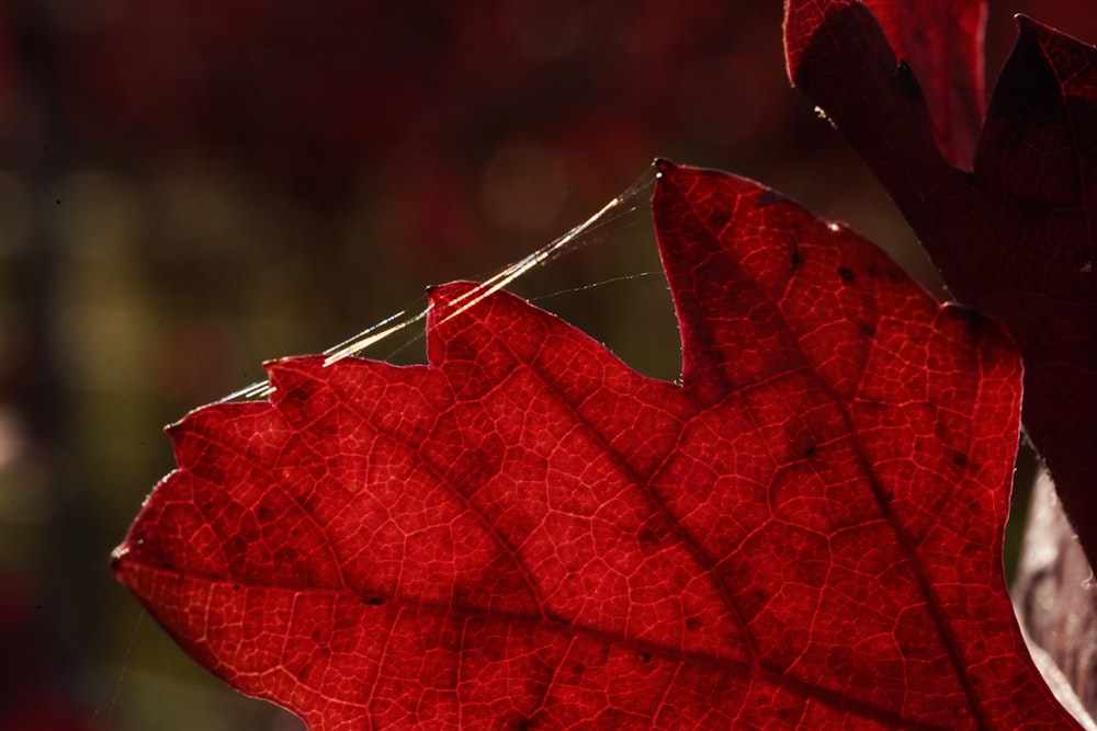 a close up of a red leaf with a blurry background