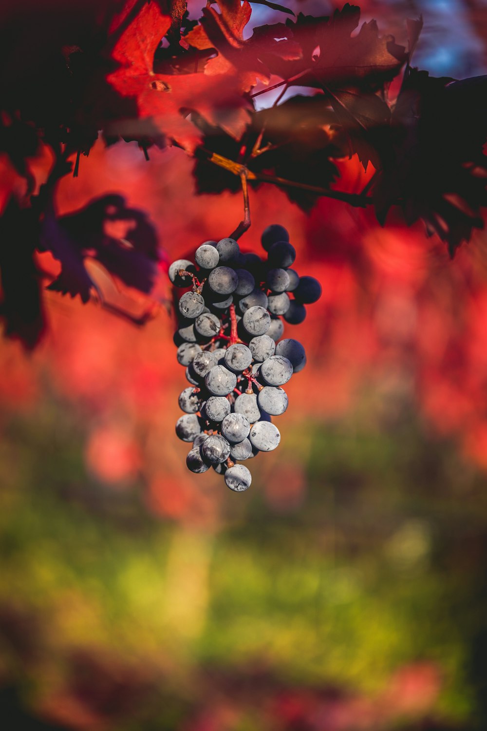 a bunch of grapes hanging from a tree