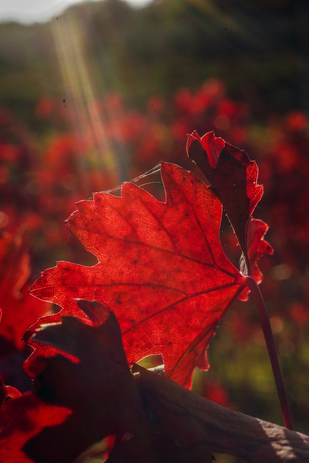 a red leaf with the sun shining in the background