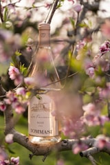 A bottle of rosé wine is nestled among the branches of a blossoming tree. The label on the wine bottle is visible, showcasing intricate details under soft, dappled sunlight. Delicate pink flowers and green leaves surround the bottle, creating a lush and vibrant scene.