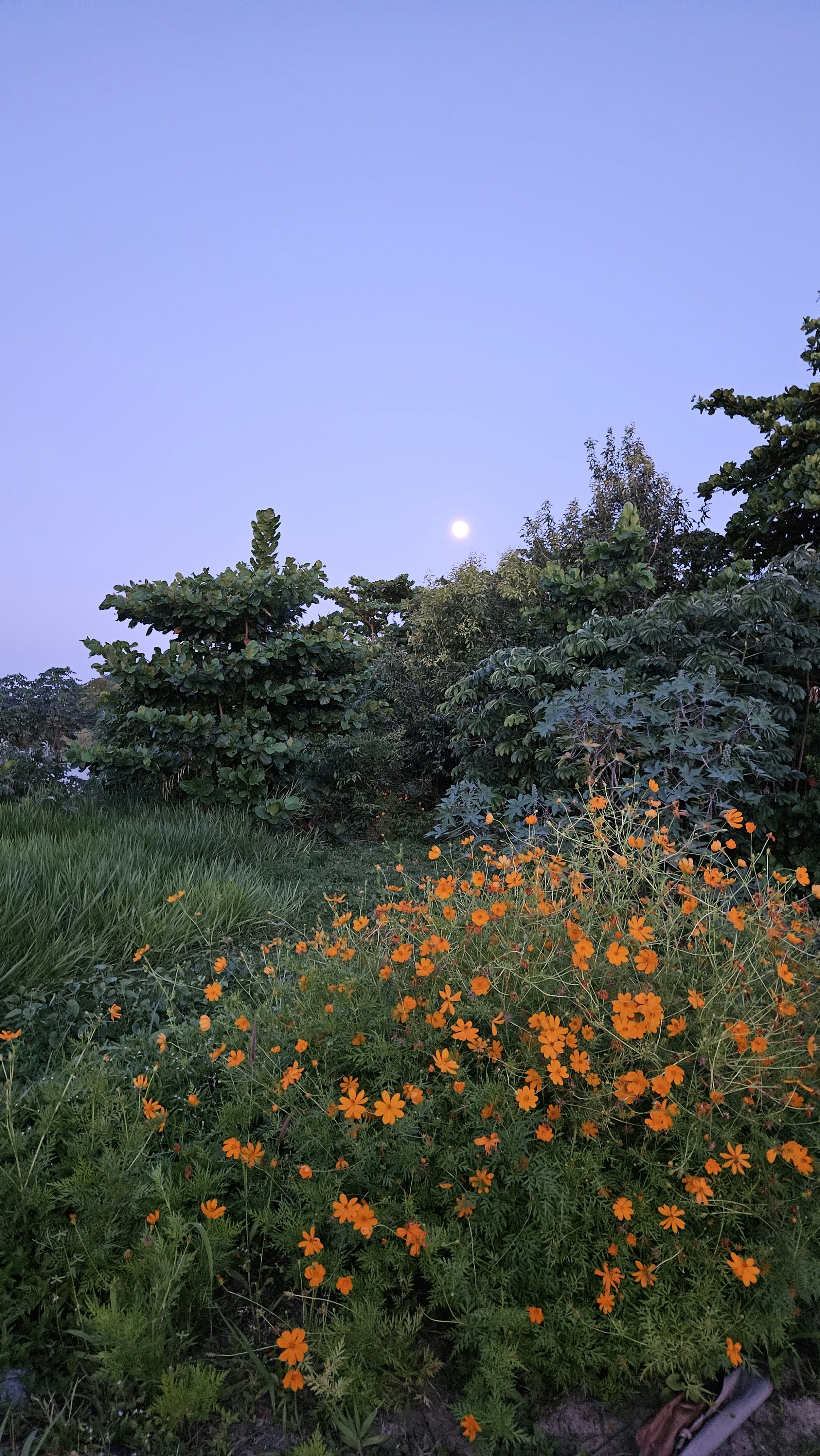 The Enchanted Garden
