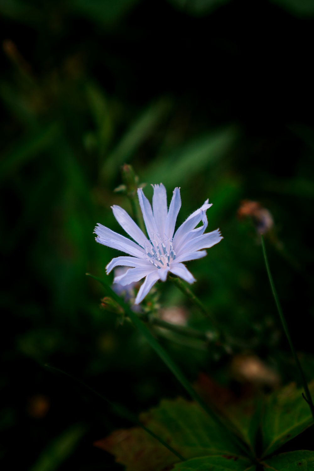 uma pequena flor branca sentada no topo de um campo verde exuberante