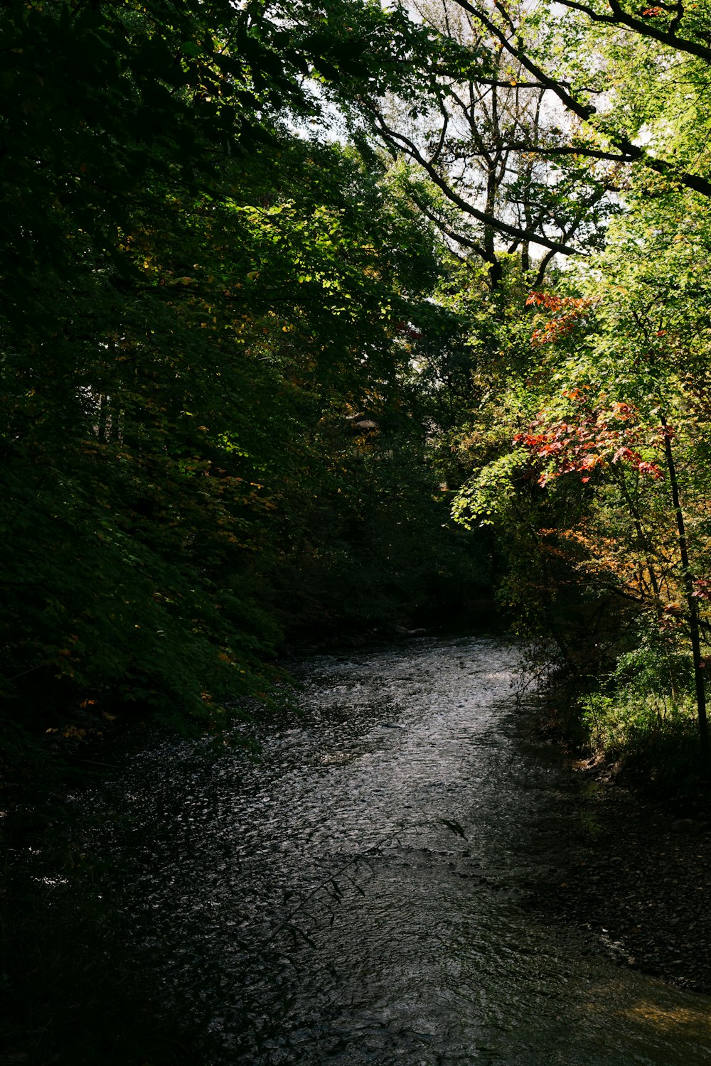 um rio que atravessa uma floresta verde exuberante