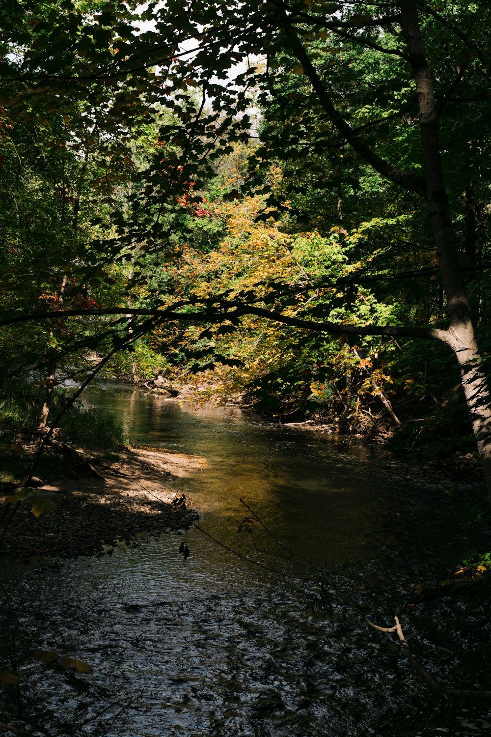 a river running through a lush green forest